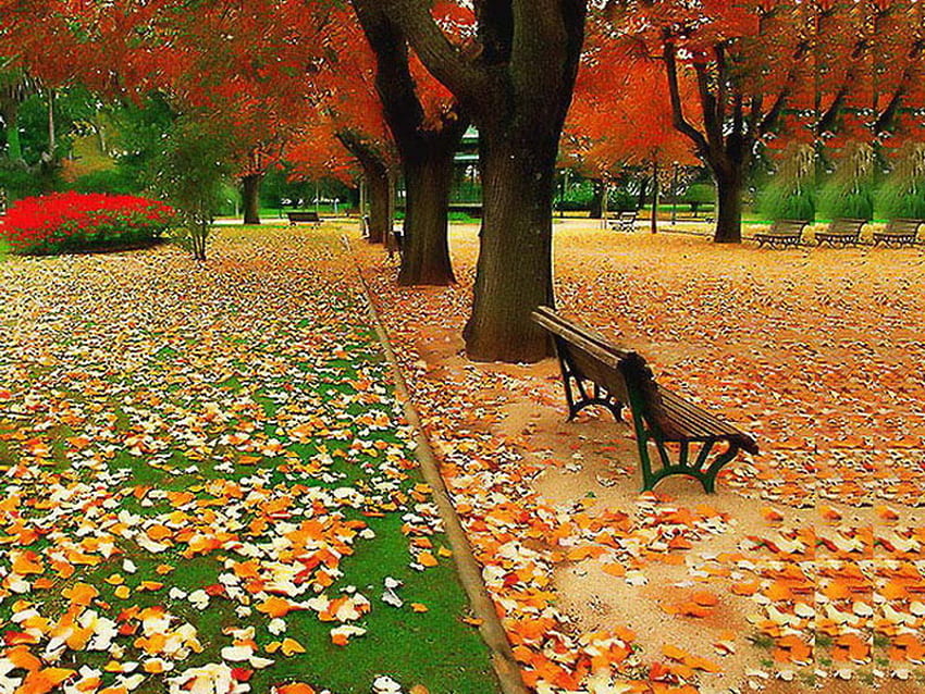 Enjoying the slendour, red flowers, leaves on ground, grass, gold, orange, park, red, trees, autumn HD wallpaper