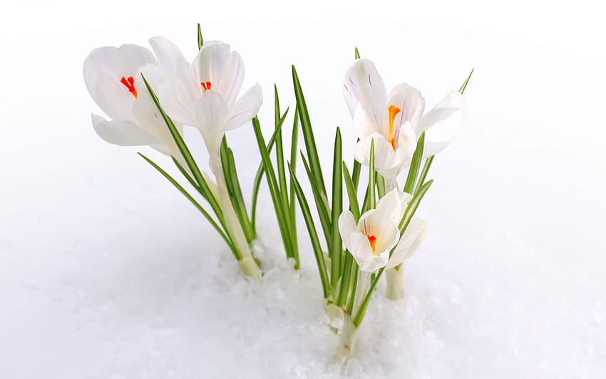 Бял минзухар снежен, Крокус HD тапет
