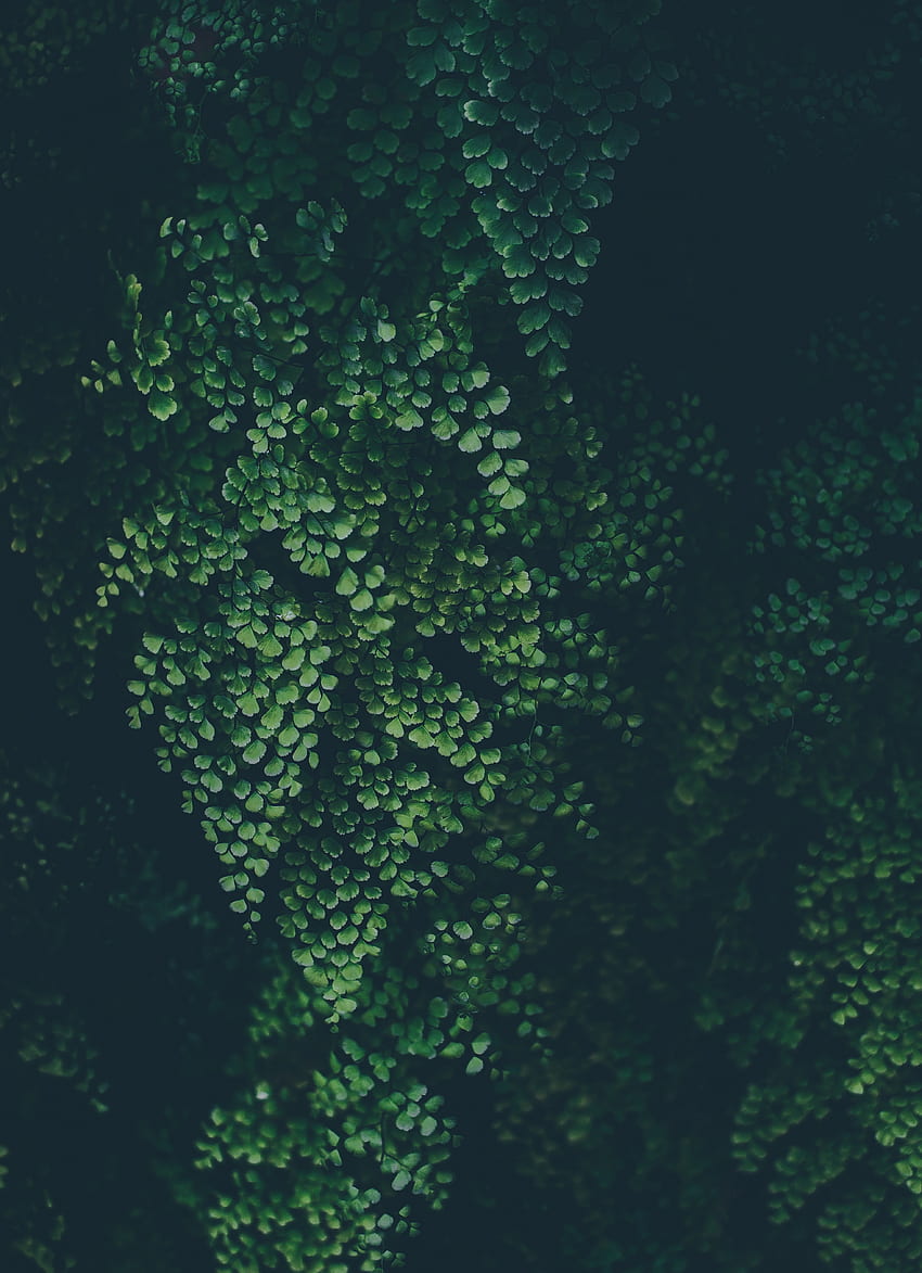 緑の葉、クローバー、自然、植物 HD電話の壁紙