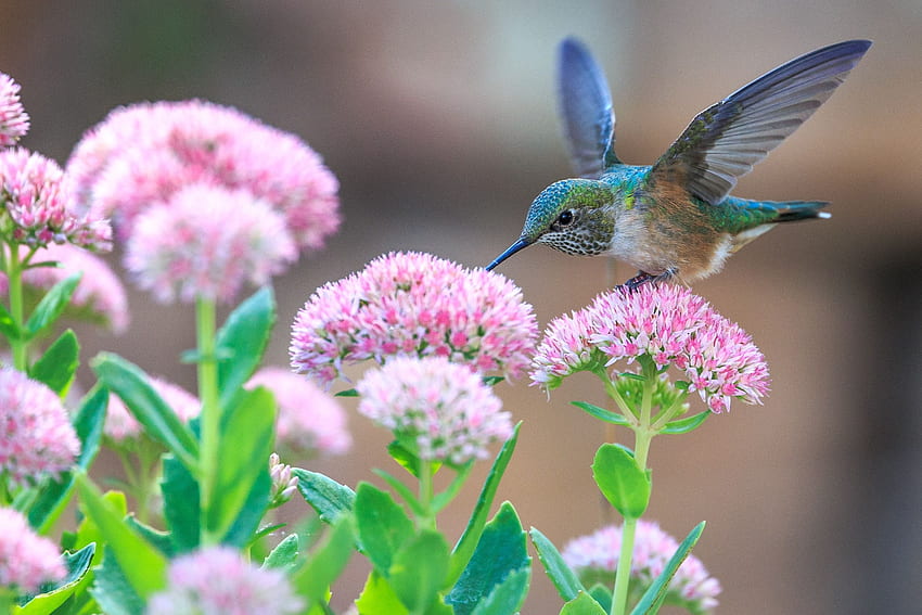 hummingbird (2019), Trochilidae HD wallpaper
