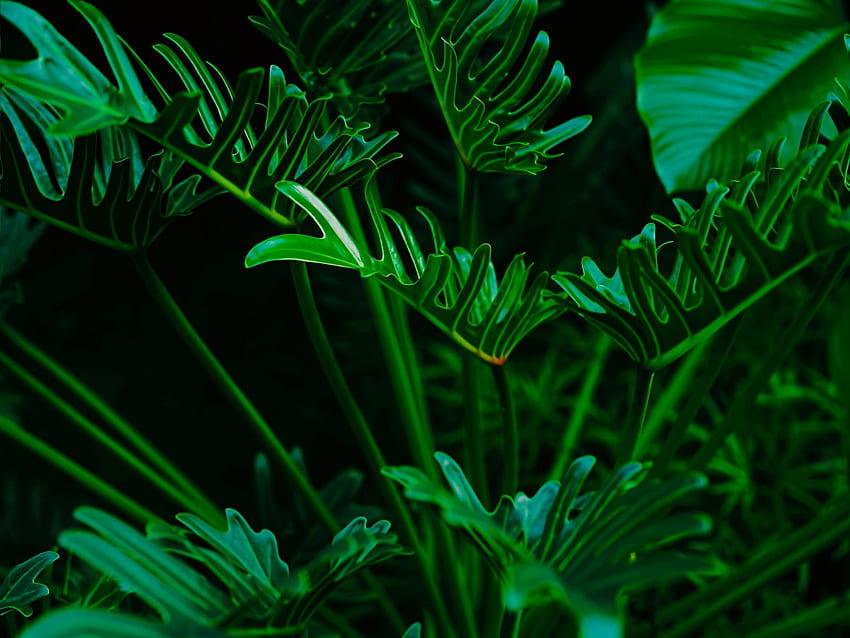 สีเขียว พืช พืช ใบไม้ ชีววิทยาพืช วอลล์เปเปอร์ HD