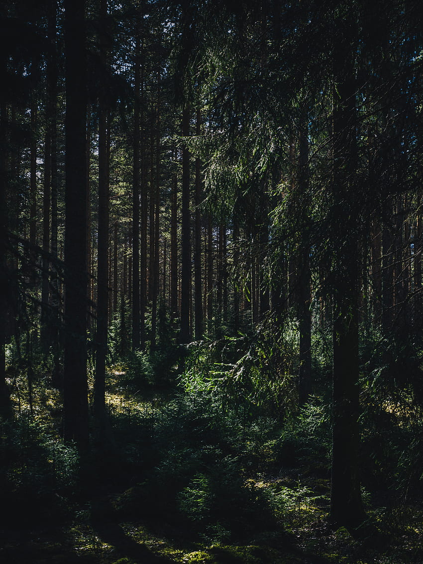 自然, 木, 夏, 森林, 影, Ylöjärvi, Yulyarvi, 西フィンランド HD電話の壁紙