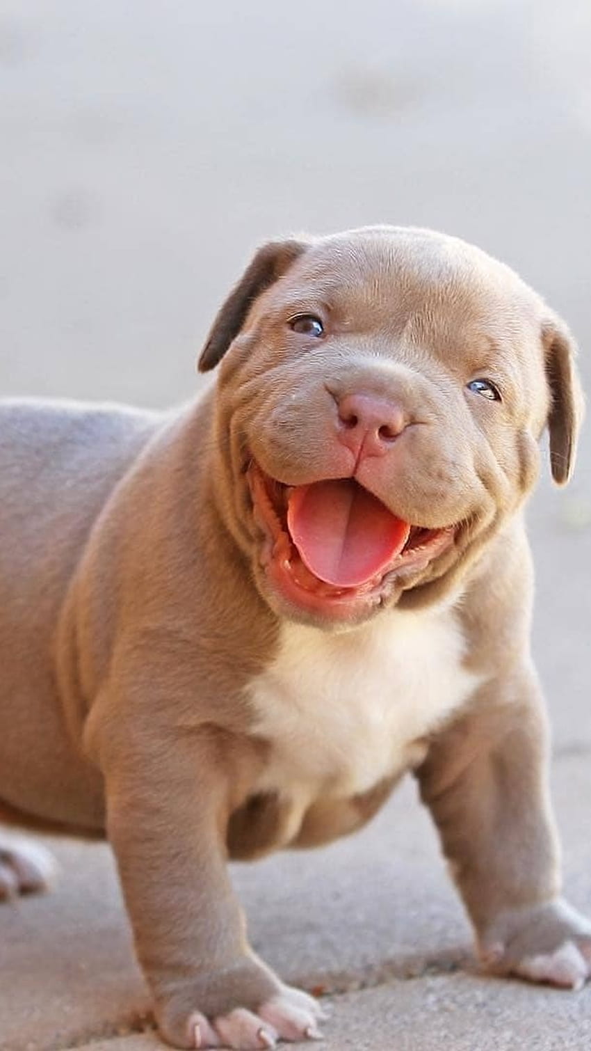 American Bully, Cute, Pitbull Baby, dog breeds HD phone wallpaper