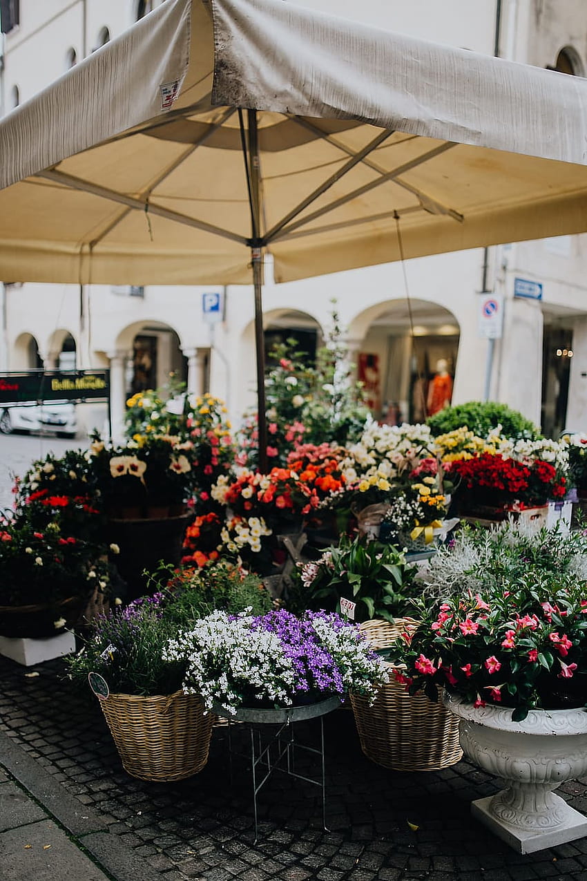 : Flower shop in Castelfranco Veneto, Italy, flowers, blooming HD phone wallpaper