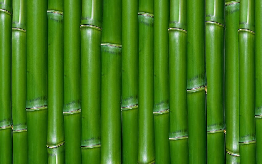 Bambou et fond Fond d'écran HD