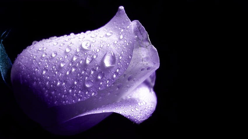 Wet Purple Rose - Water Drop In Purple Rose,, Purple Roses HD wallpaper