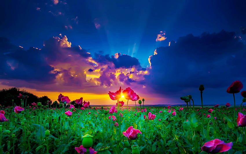 Flowers at sunset, night, summer, wildflowers, field, clouds, sky, beautiful, sunset HD wallpaper