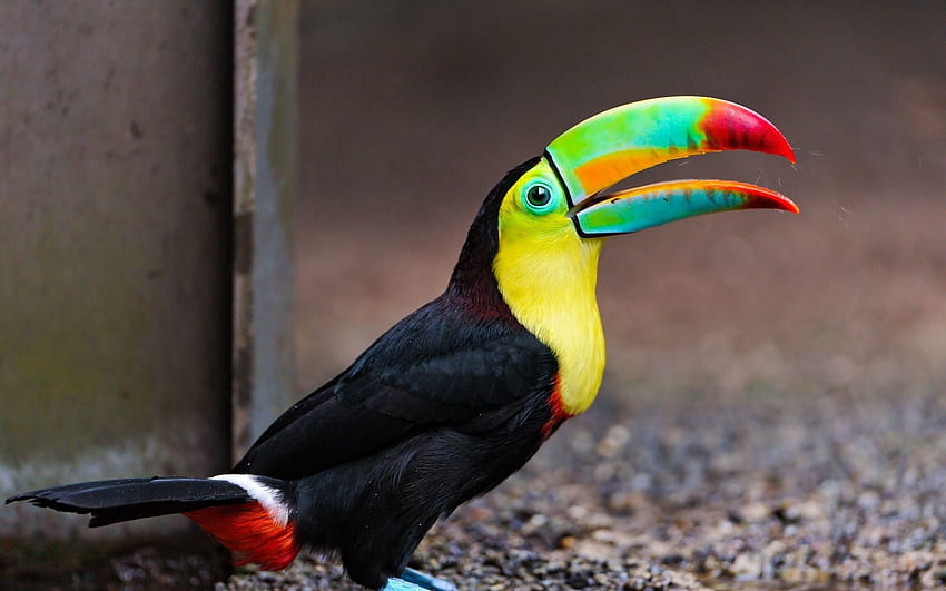 Animals, Bird, Multicolored, Motley, Color, Toucan HD wallpaper