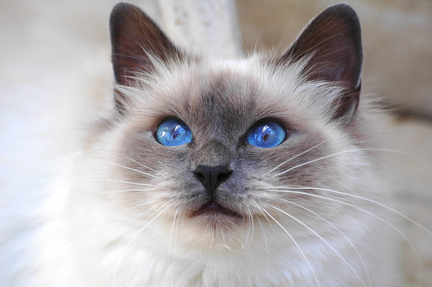 Kedi, Hayvanlar, Kabarık, Namlu, Renk, Görme, Fikir, Hoş, Canım, Mavi Gözlü, Mavi Gözlü HD duvar kağıdı