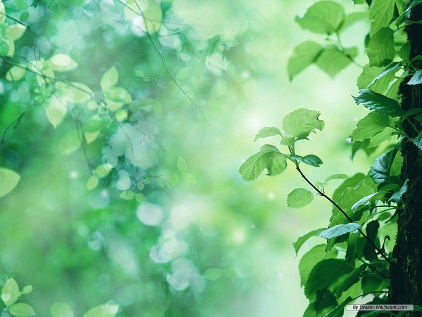 สีเขียวธรรมชาติที่สวยงามเป็นเอกลักษณ์สำหรับธรรมชาติสีเขียวอ่อน วอลล์เปเปอร์ HD