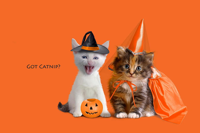 Best Spooky and Fun Halloween, Beautiful Witch Cat HD wallpaper