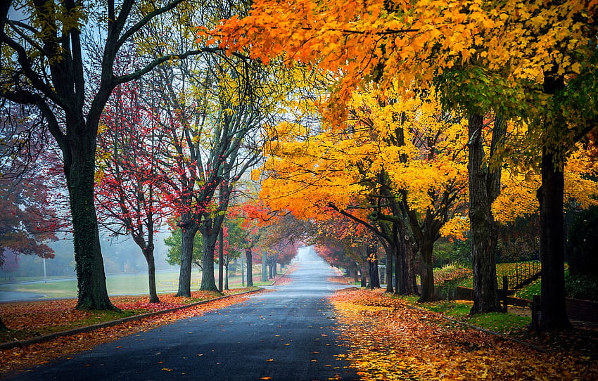 estrada, outono, floresta, sai, Árvores, natureza, Parque, Cores, colorida, floresta, estrada, Árvores, natureza, parque, outono, sai para, seção природа, Autumn Forest Path papel de parede HD