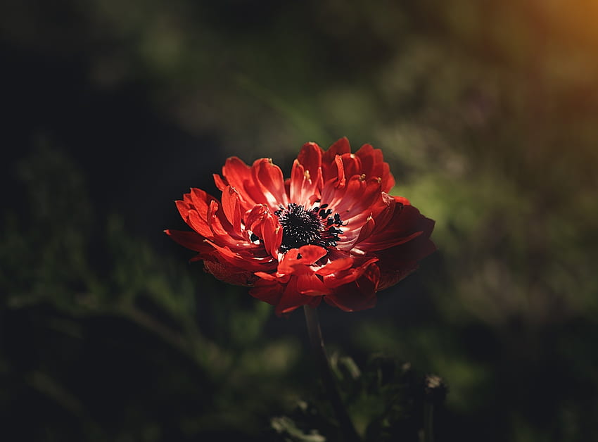 Red, anemone, flower, portrait HD wallpaper