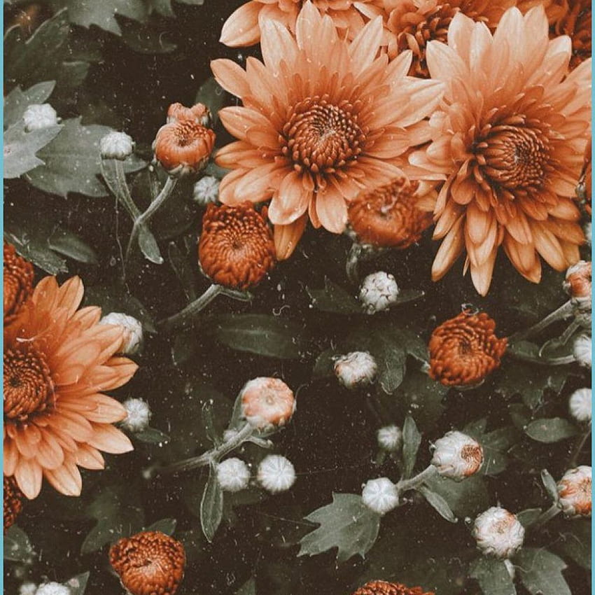 Flowers Vintage Flower iphone , iPhone - flower iphone, Brown Floral HD phone wallpaper