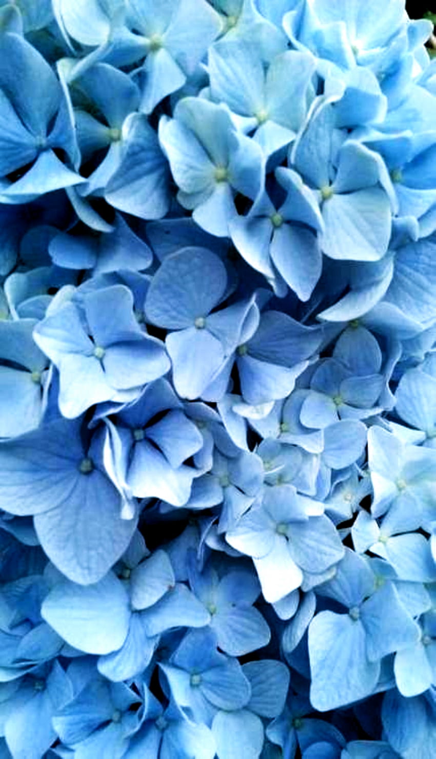 彡, Blue Flowers Aesthetic HD phone wallpaper | Pxfuel