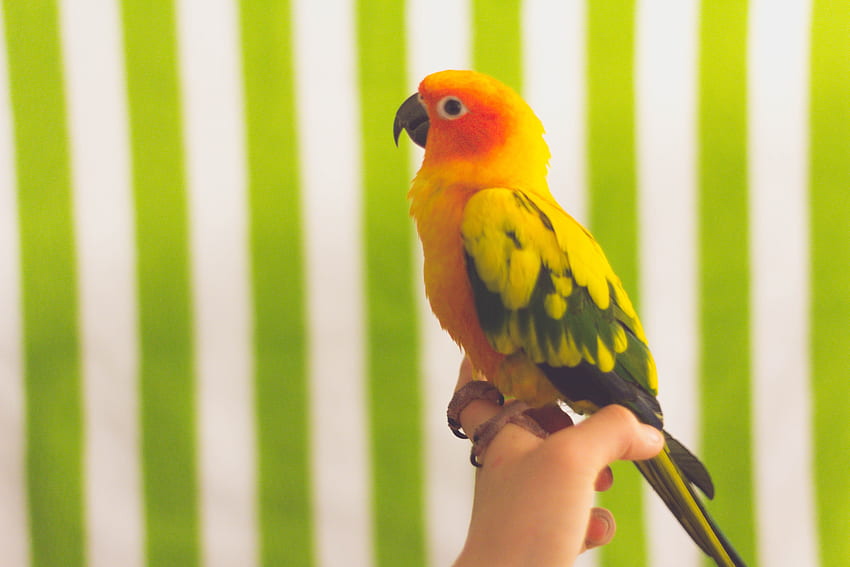 Animali, pappagalli, uccelli, multicolori, eterogenei Sfondo HD