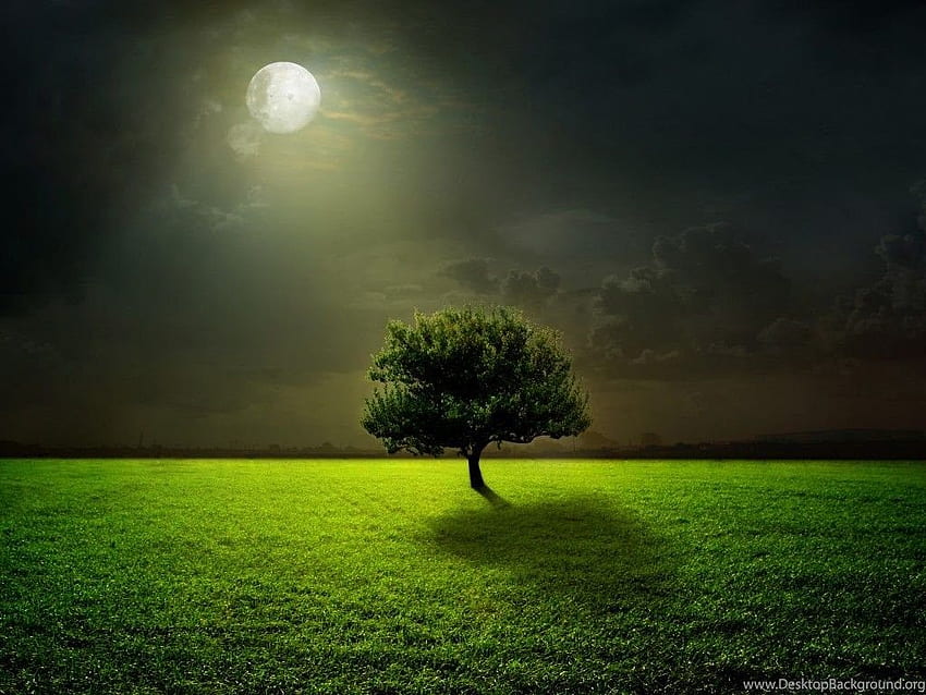 Moon, Moonlight, Field, Tree, Grass, Night, Sky, Green. Background HD wallpaper