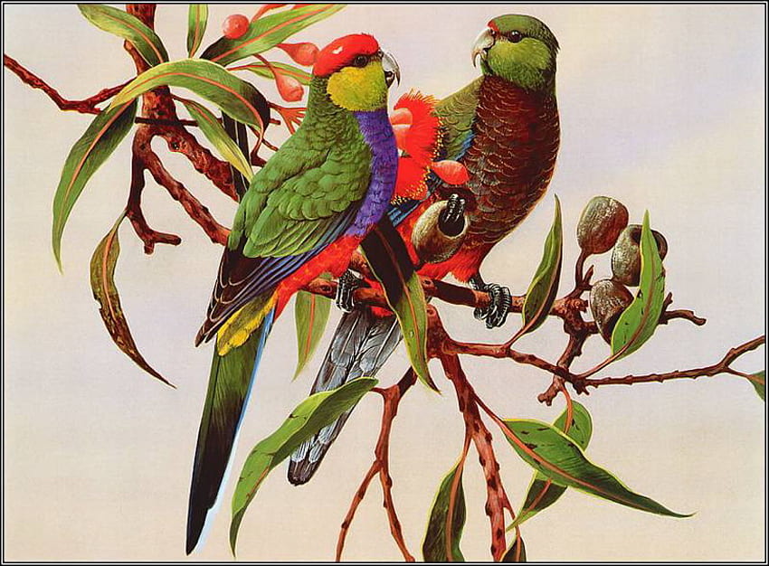 RED CAPPED PARROT'S, pair, male, gum tree, female HD wallpaper