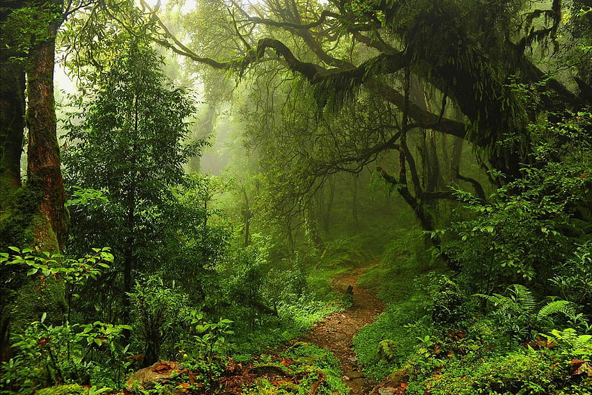 Kerala-Natur, Kerala-Wald HD-Hintergrundbild