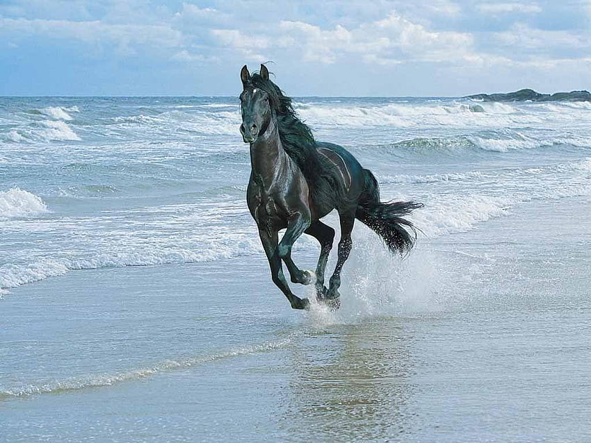 Friesian Horse, Stallion HD wallpaper