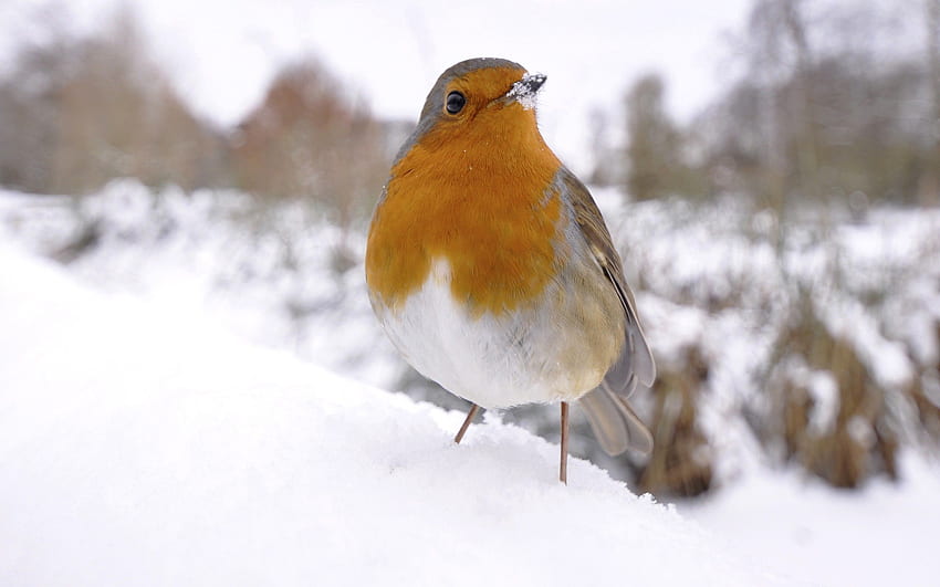 Animali, Inverno, Neve, Uccello Sfondo HD