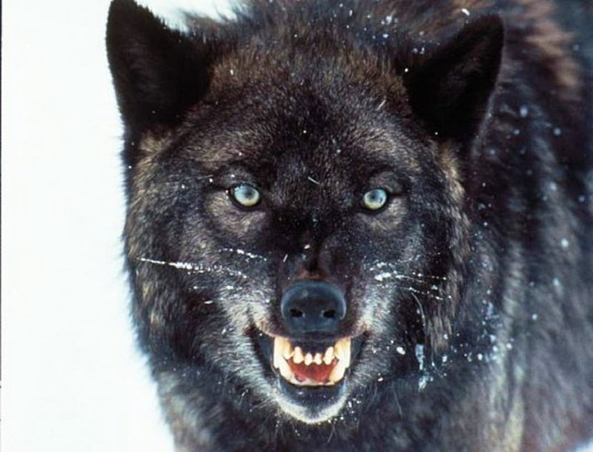 Big Black Wolf, black, growling, wolf, grey HD wallpaper