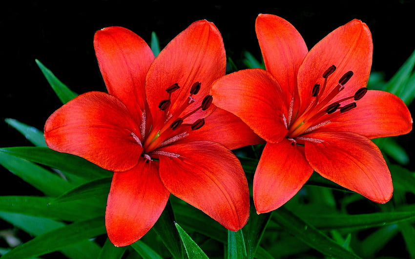 Zwei schöne orangefarbene Lilien, Blütenblätter, Natur, Blumen, Lilien, Orange HD-Hintergrundbild
