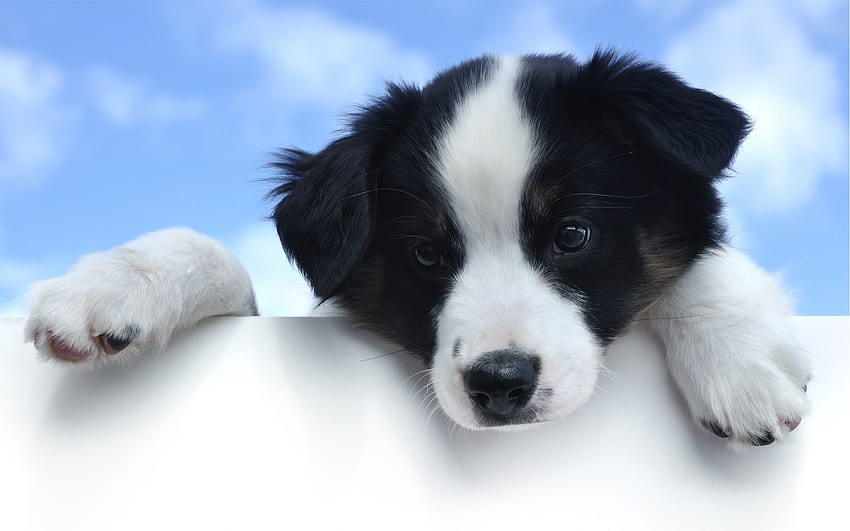 Puppy., dog, cute, puppy, sky HD wallpaper