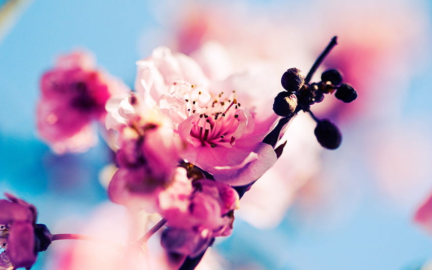 Spring 15907 px, Beautiful Spring View HD wallpaper
