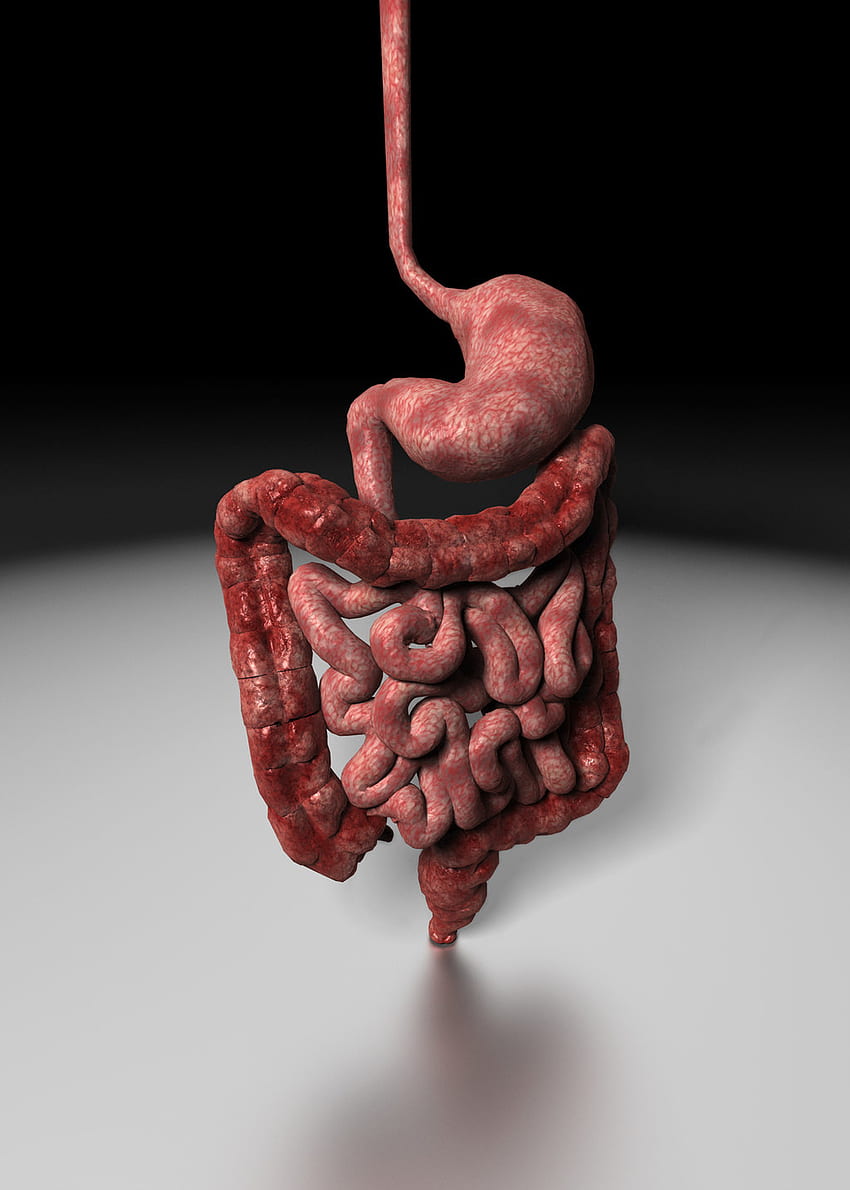Human Digestive System Background For PowerPoint - Health and Medical PPT Templates HD phone wallpaper