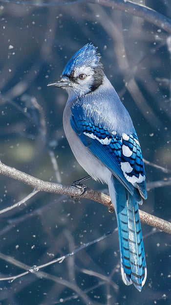 Bluebird of Happiness birds nature animals blue bluebird HD wallpaper   Peakpx