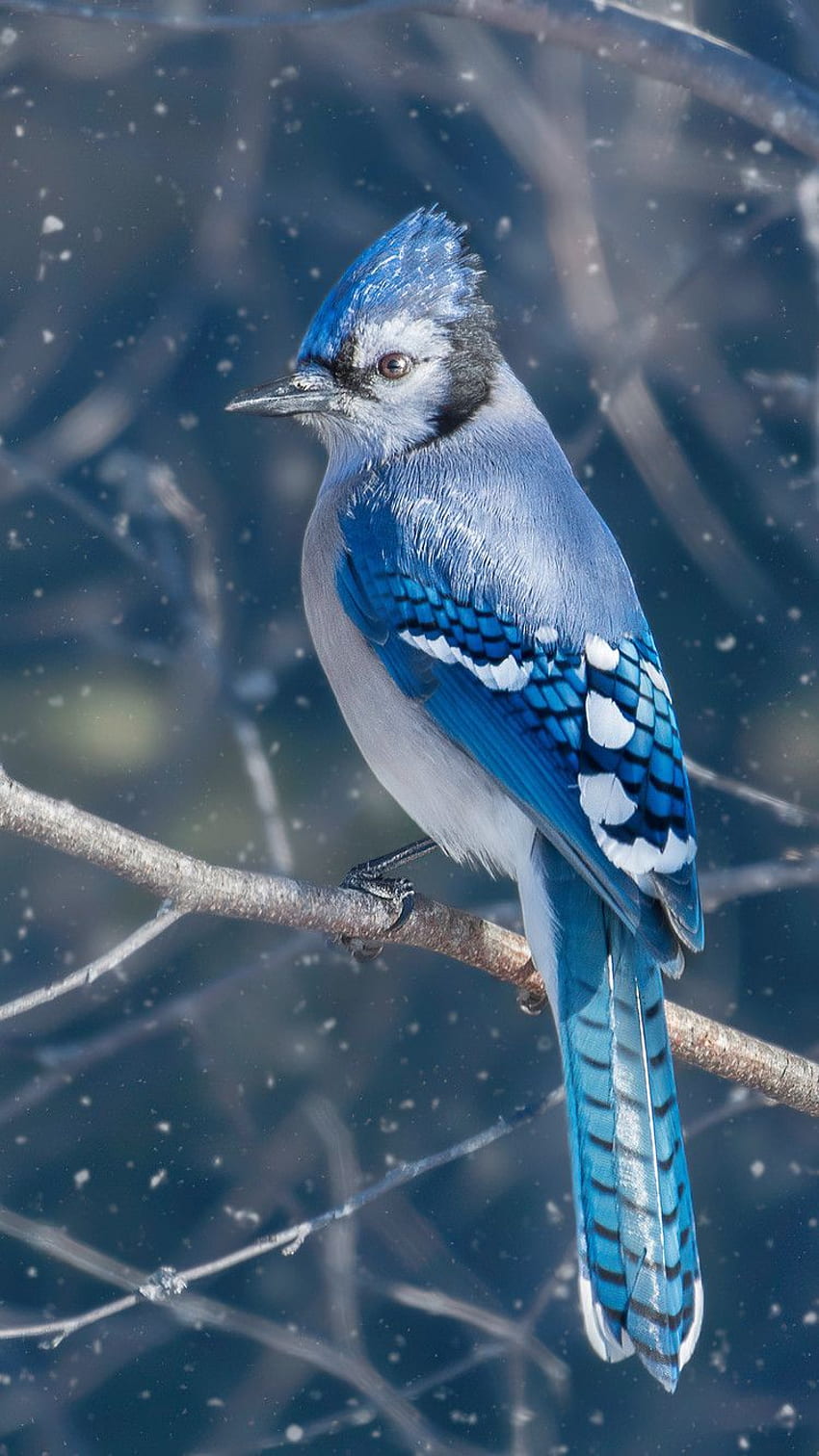 Blue Jay Bird iPhone 6, iPhone 6S, iPhone 7 , , Background, and, Birds HD phone wallpaper