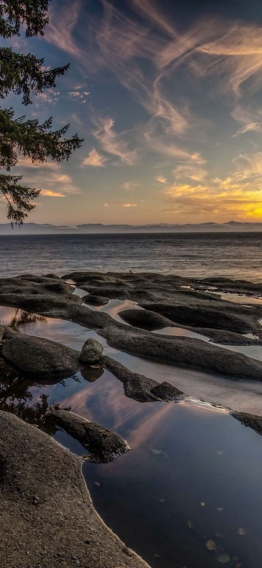 캐나다, 밴쿠버 섬, 안개, 바다, 해안, 나무, 아침 U HD 전화 배경 화면