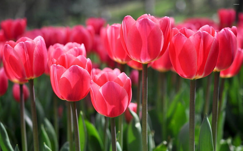 Tulipany MacBook, różowy tulipan Tapeta HD