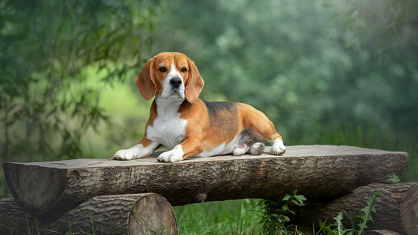 Braun-weißer Beagle-Hund liegt auf Holzstamm in verschwommenen Bäumen Hintergrund Hund HD-Hintergrundbild