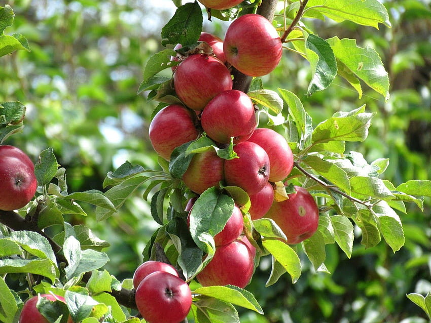 Albero di mele . Pianta di mele, giardino di mele, albero di mele, frutteto Sfondo HD