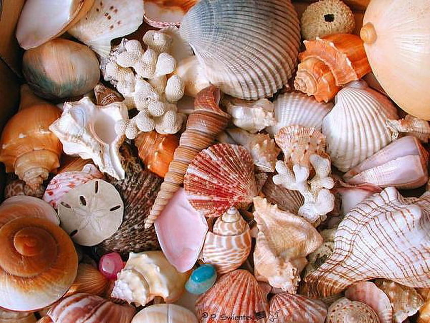 Muschel, Meer, schön, Strand HD-Hintergrundbild