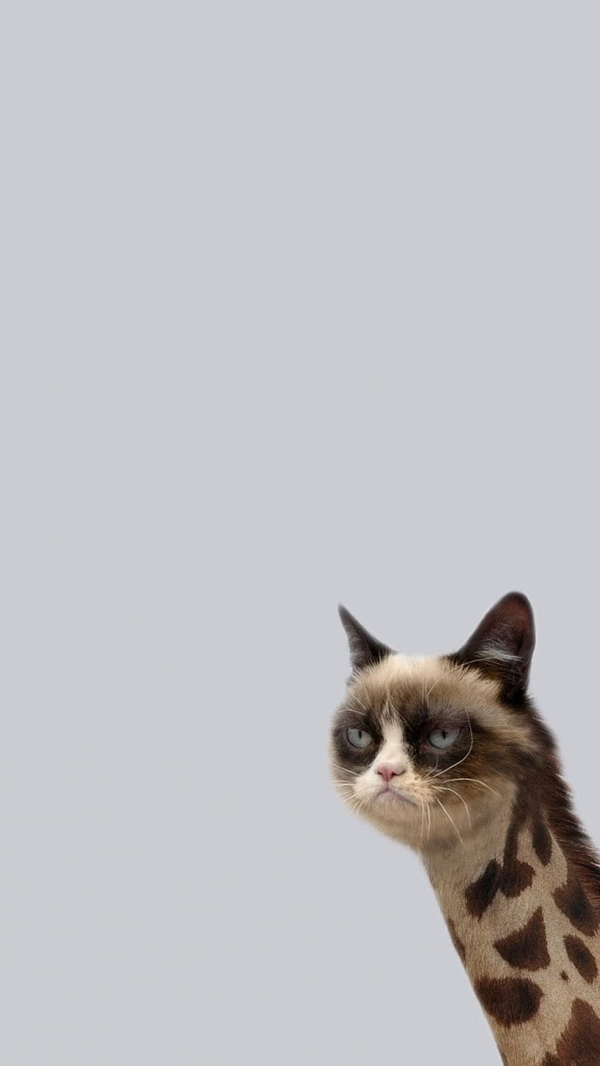 Funny Memes, Cat Meme HD phone wallpaper