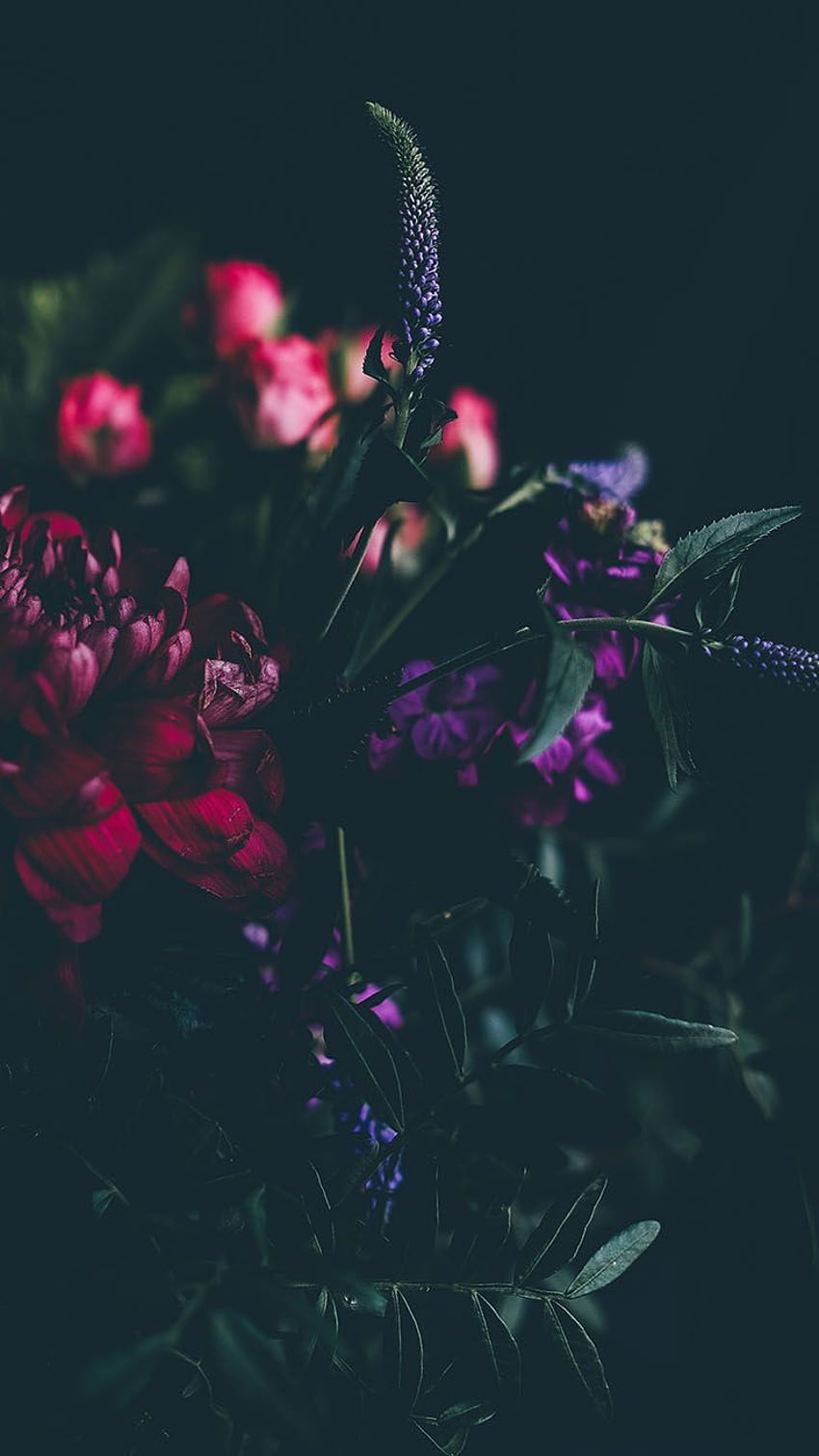 Най-добрата флора на тъмен фон. Красиви цветя, мъртви цветя HD тапет за телефон