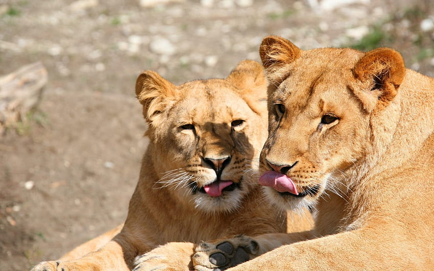 Animals, Lions, Predators, Couple, Pair, Muzzle, Lick Your Lips, Licking HD wallpaper