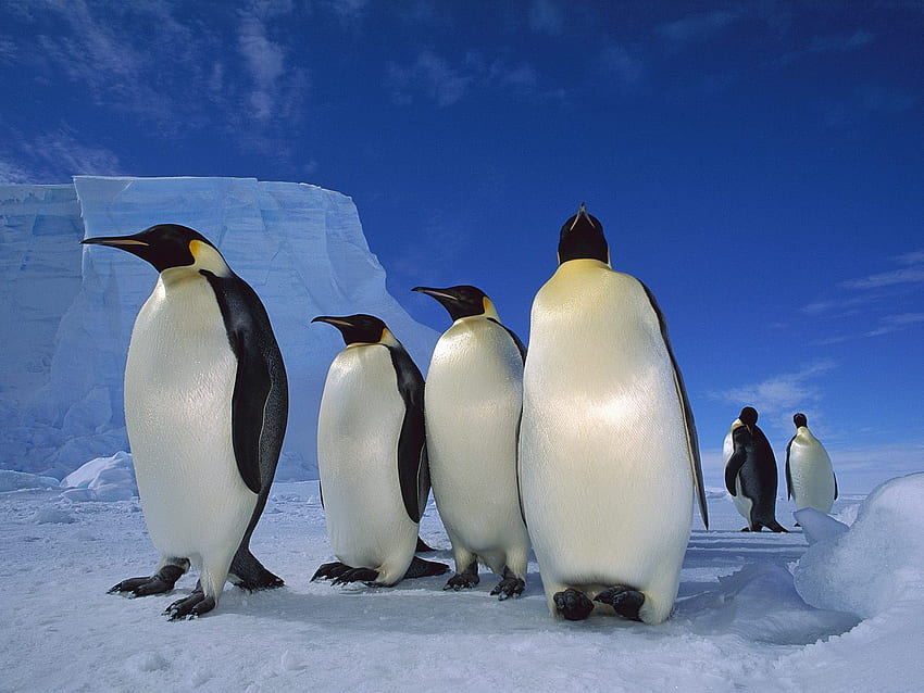 皇帝ペンギン、青、冬、白、空、かわいい、寒さ、背が高く、ペンギン、動物、雪、皇帝、空、北極、氷 高画質の壁紙
