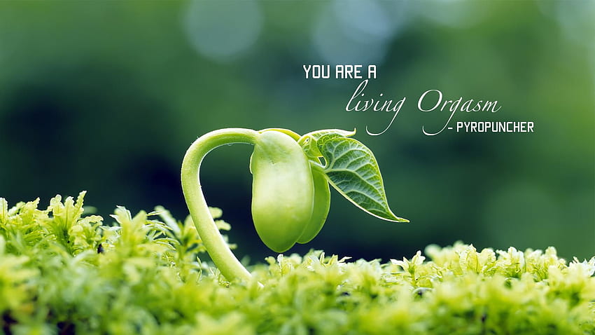 Pyro always deliver inspirational quotes. Nature graphy, Spring , Spring nature, Seed Germination HD wallpaper