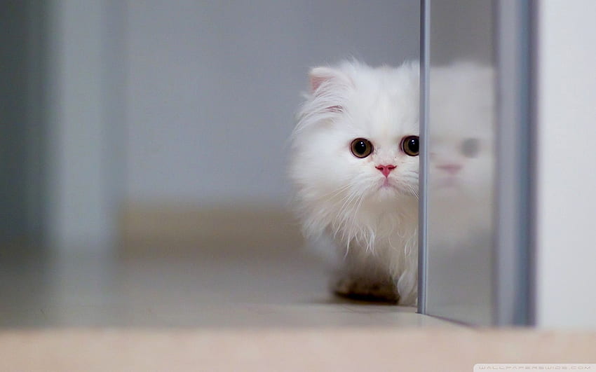 Katzen-PC-Ideen. Kucing, Kucing cantik, Kucing putih, süße Katze HD-Hintergrundbild