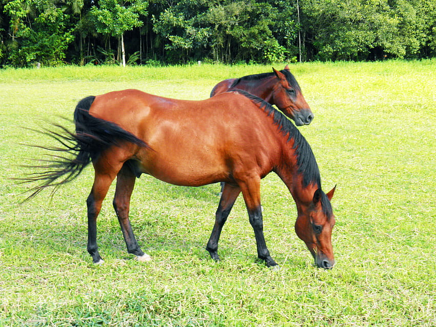 2 Konie pasące się, brązowe konie, dzikie konie, zwierzęta, przyroda, trawa, konie jedzące, pasące się Tapeta HD