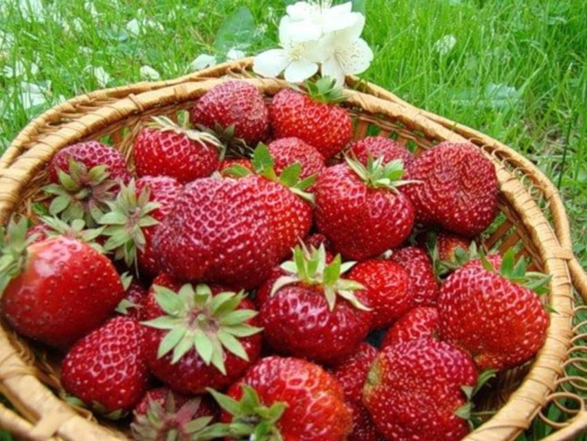 Pflanzen, Früchte, Lebensmittel, Erdbeeren, Beeren HD-Hintergrundbild