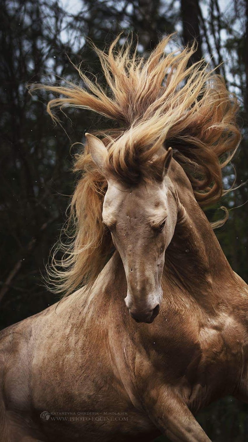 Long Hair Brown Horse, long hair brown, horse HD phone wallpaper