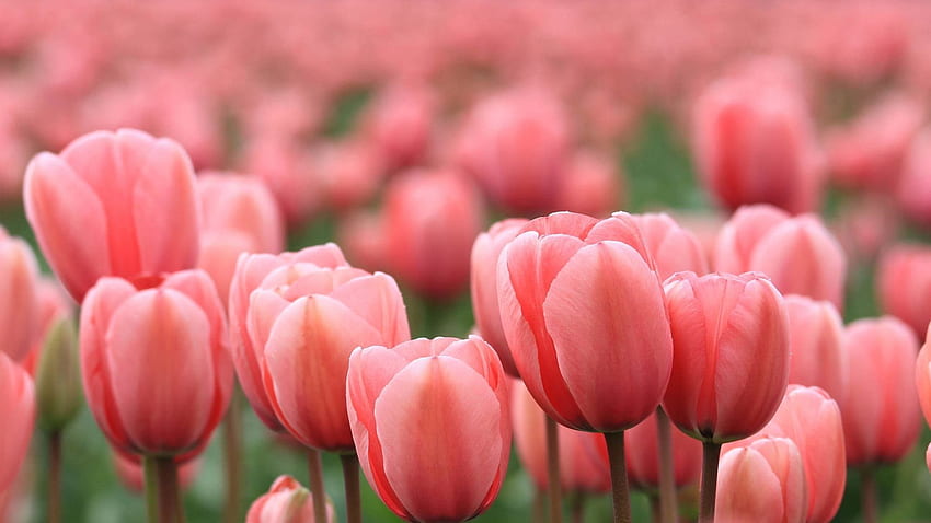 Download Tulip Flower Garden HD Wallpaper  Wallpaperscom