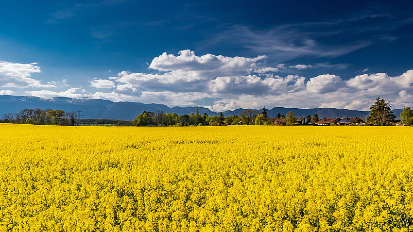 昼間の自然の間に白い雲の青い空の下で美しい黄色の花菜の花畑の緑の木々 高画質の壁紙