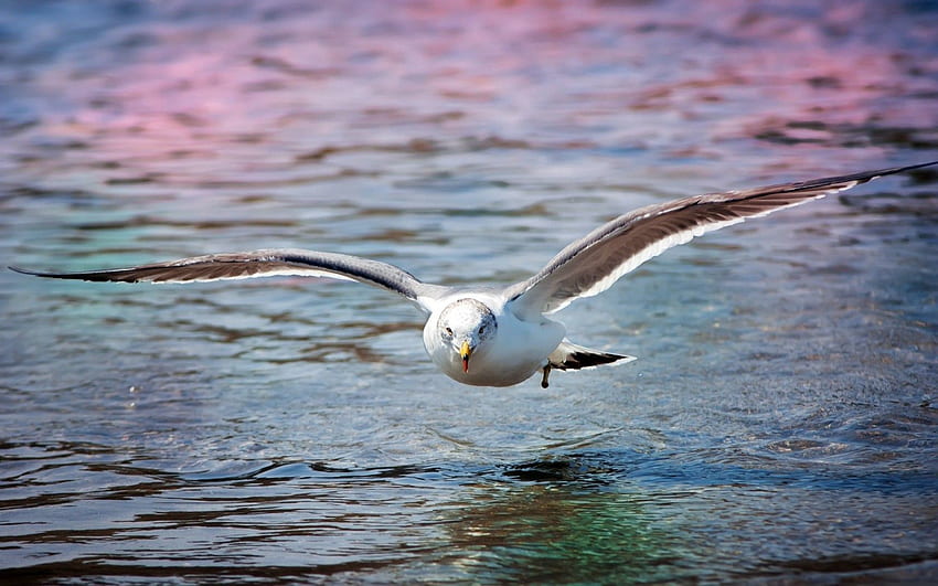 Animals, Sea, Bird, Surface, Gull, Seagull HD wallpaper