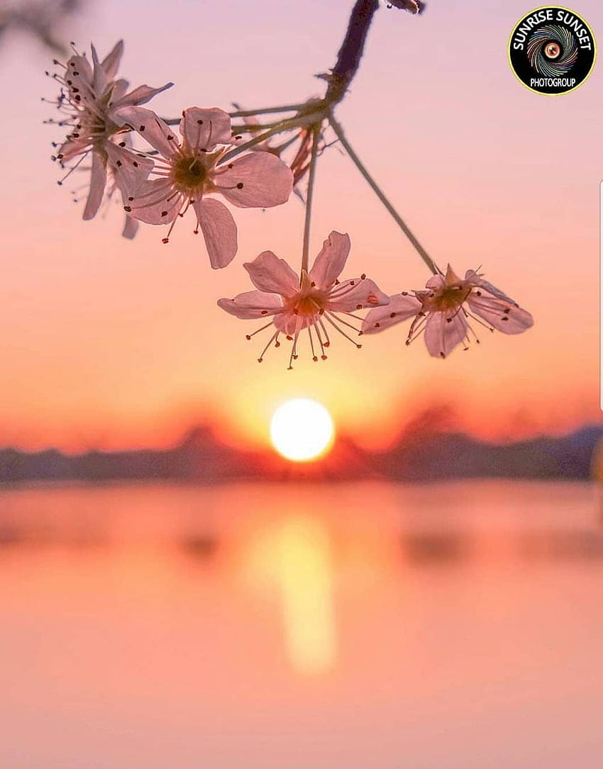 fondos de pantalla de flores de sol